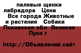 палевые щенки лабрадора › Цена ­ 30 000 - Все города Животные и растения » Собаки   . Псковская обл.,Великие Луки г.